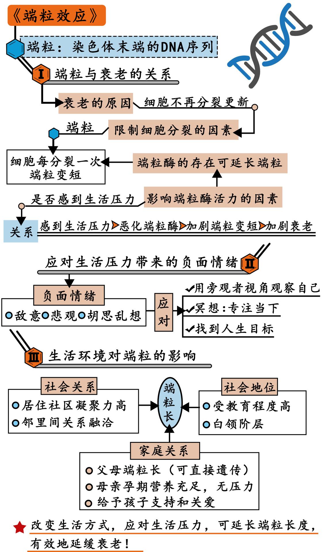 端粒效应