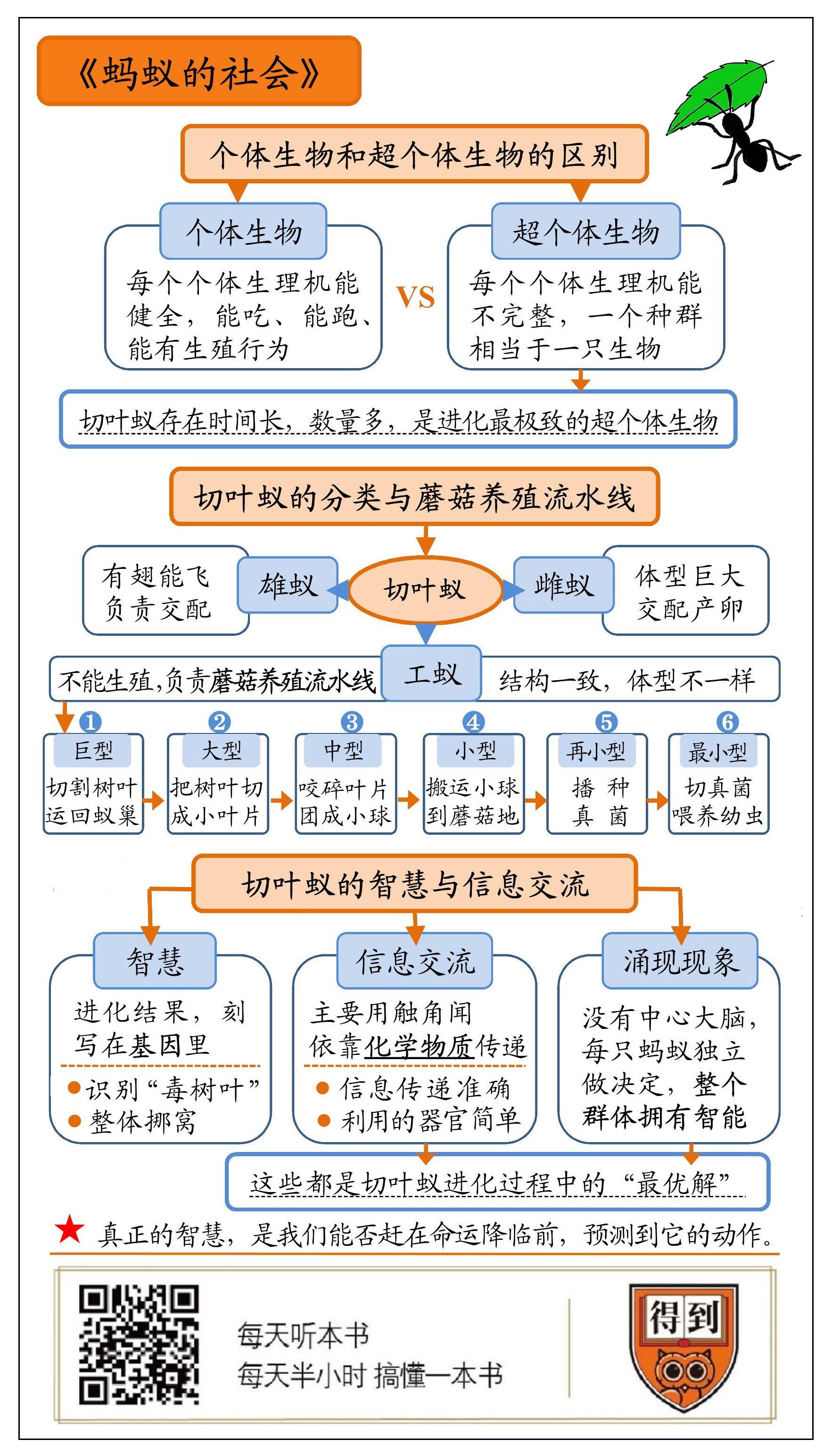 蚂蚁的社会