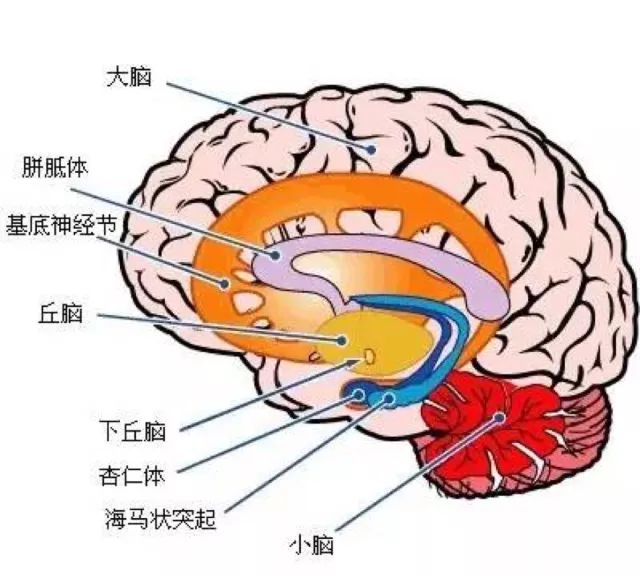 你的生存本能正在杀死你