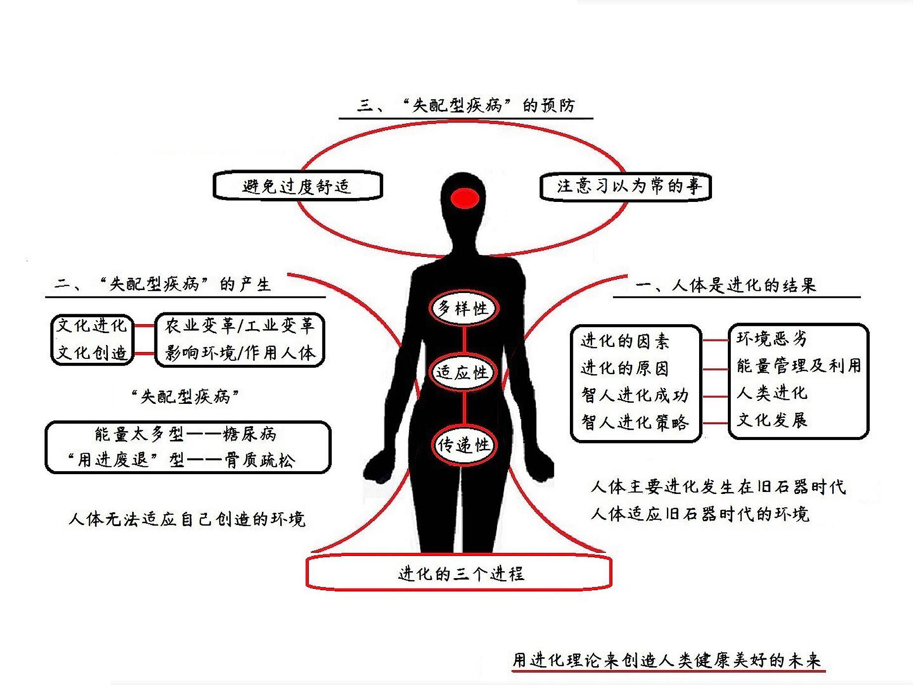 人体的故事